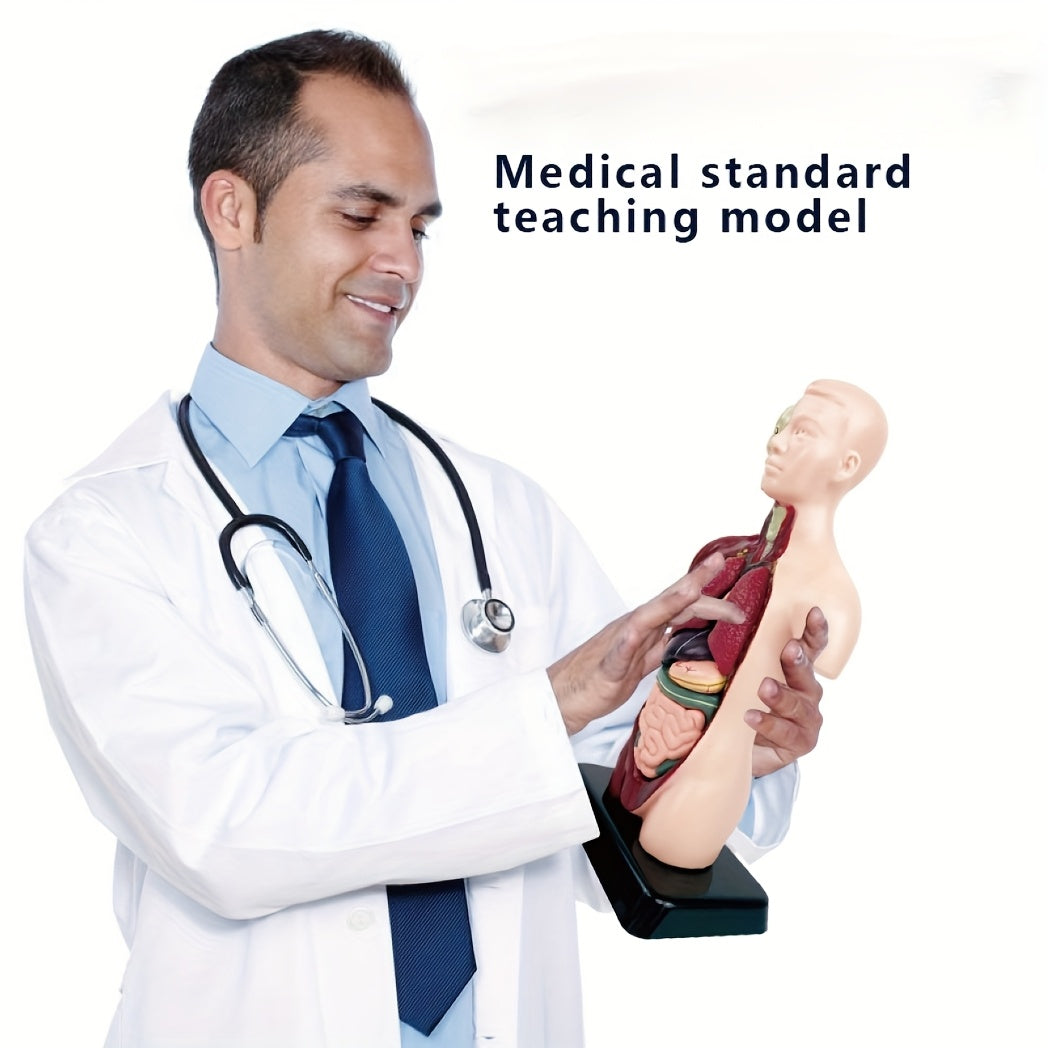 Human Anatomy Organ Structure Model Assembly Educational Toy