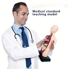 Human Anatomy Organ Structure Model Assembly Educational Toy