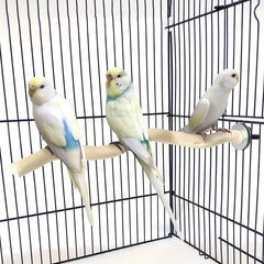 Wooden Bird Station Pole for Parrot Cockatiel Budgerigar