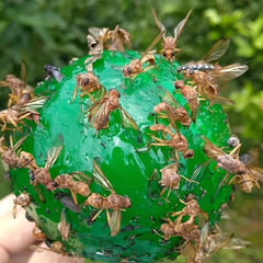 Fruit Fly Bait Trap Large Sticky Insect Ball Citrus Fruit Pest Control