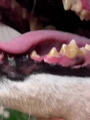 Dual Head Pet Teeth Cleaning Tool Dogs Cats Dental Oral Care Stainless Steel