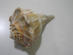 img_8375009