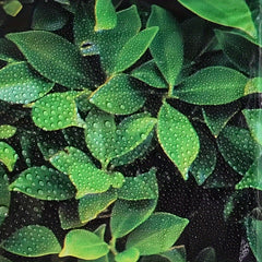 Green Leaves Disposable Waterproof Tablecloth Party Decor