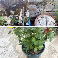 Metal Garden Plant Support Stakes Semi Wavy Outdoor Ring Cage for Tomatoes