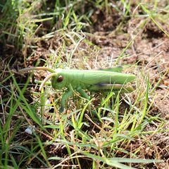 3-4 Inch Simulated Grasshopper Insect Model Toy - Christmas Halloween Gift