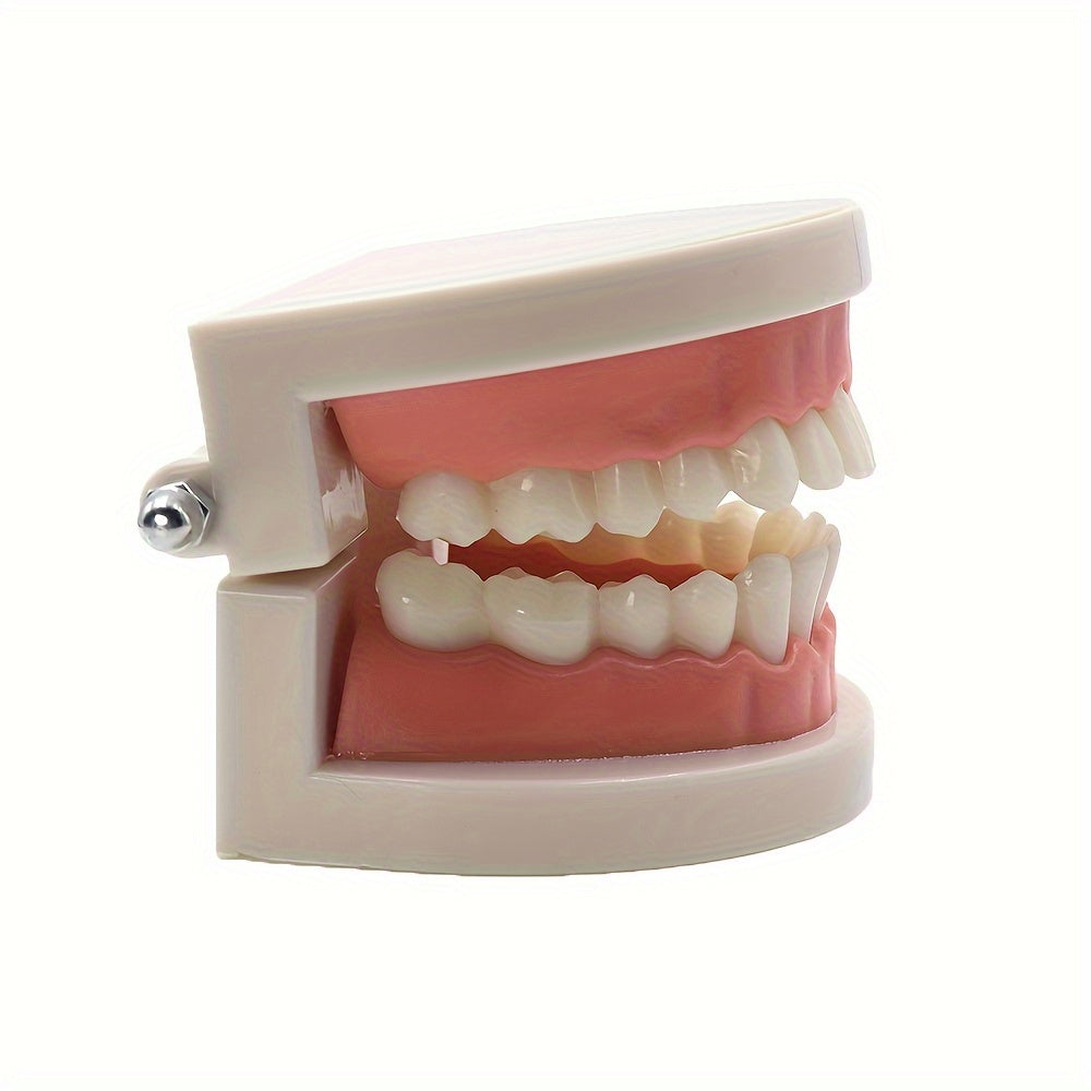 Dental Tooth Model for Teaching Demonstration and Medical Education