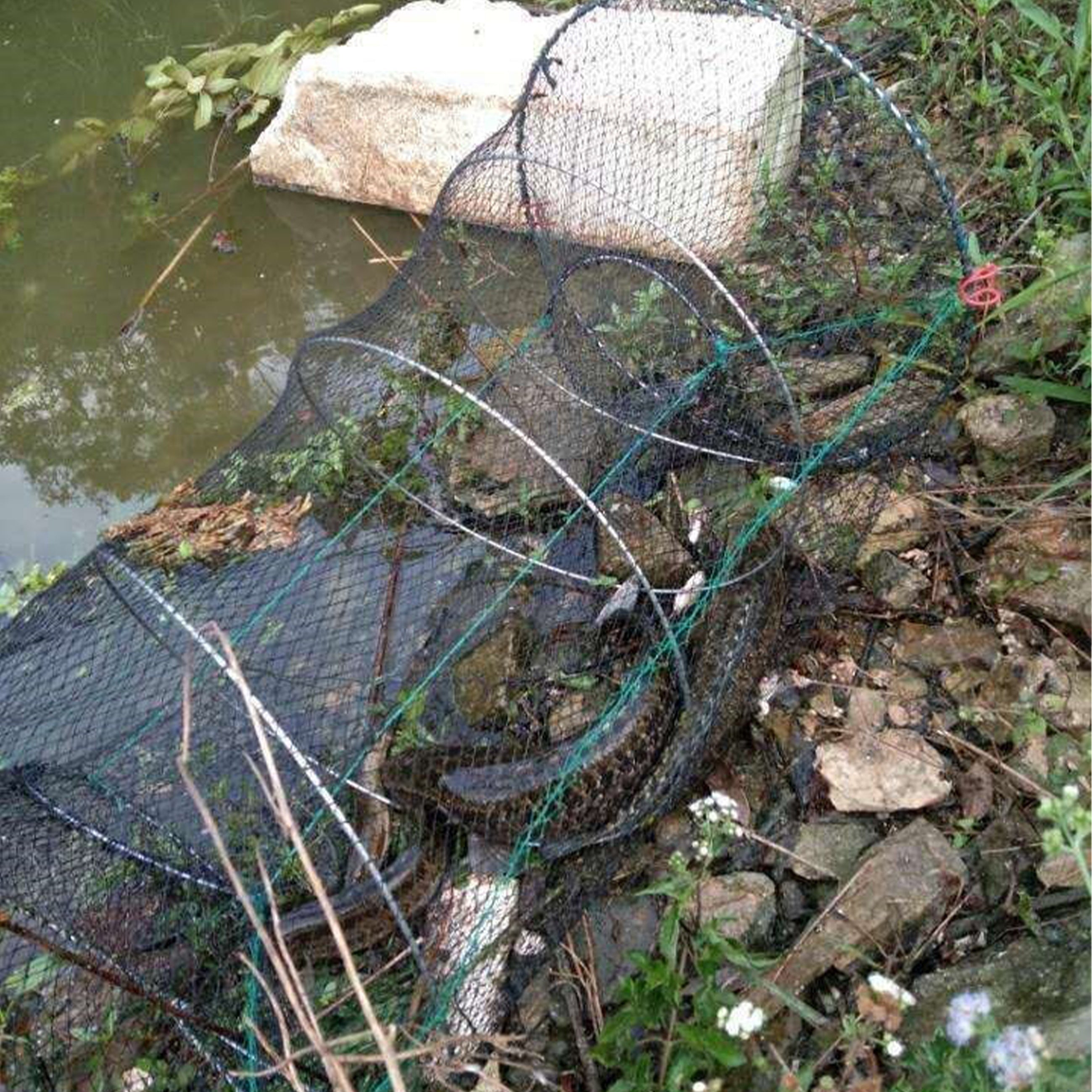 Reusable Fishing Spring Cage for Shrimp Crab Fish
