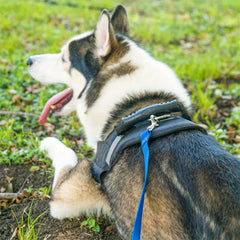 Dog Puppy Obedience Recall Training Agility Lead 6 1meter 9 14meter