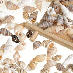 30pcs Sea Conch Shell Beads Cowrie Charm DIY Necklace Bracelet Accessories