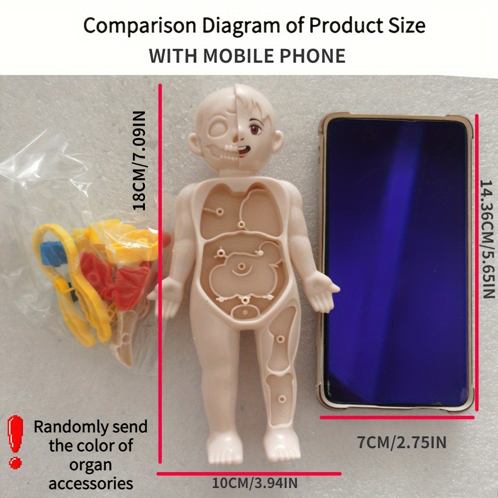 Montessori 3D Puzzle Human Body Anatomy Model Educational Learning Toy