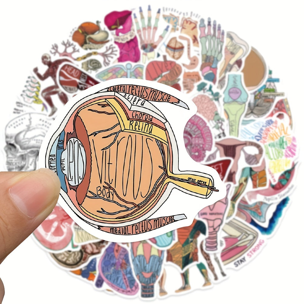 50pcs Anatomy Cartoon Organ Stickers Waterproof Stickers