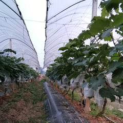 200pcs Non-woven Grape Bag Lotus Mist Bird Proof Fruit Bag 6-7 inch