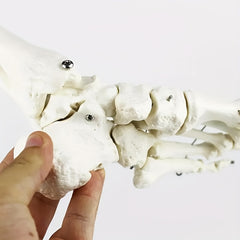 Anatomical Foot And Ankle Model With Shank Bone
