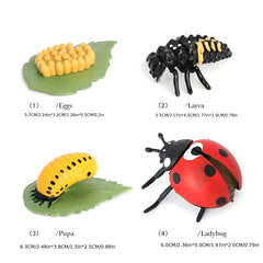 Insect Growth Stages Figurine Ladybug Butterfly Tadpole Frog PVC