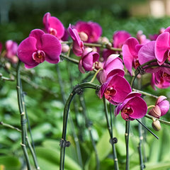 20pcs Plant Vine Flower Clip for Garden Patio Indoor & Outdoor