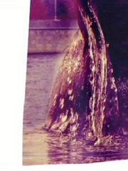 Boy's Brown Bear Graphic T Shirt - Summer Tee