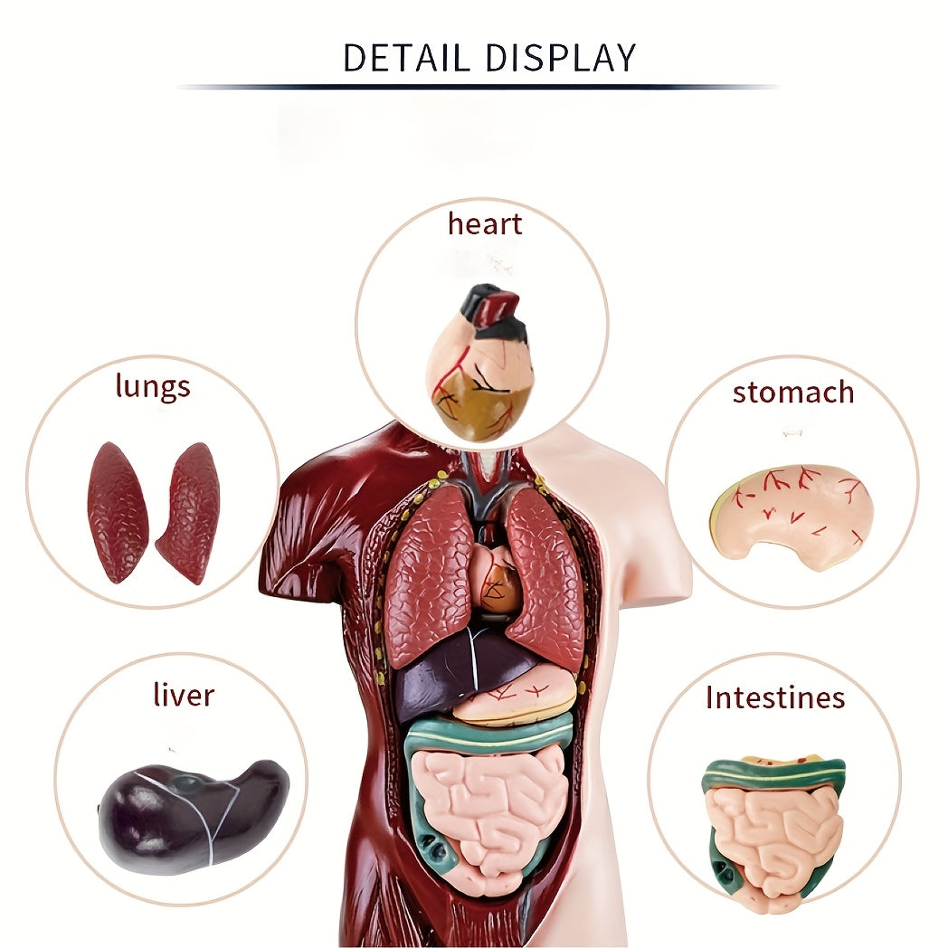 Human Anatomy Organ Structure Model Assembly Educational Toy