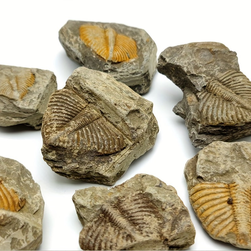 Natural Stone Ancient Marine Life Raw Stone Specimen