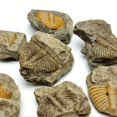 Natural Stone Ancient Marine Life Raw Stone Specimen