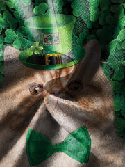 St Patrick's Cat Boy's Short Sleeve T shirt Breathable Loose Fitting