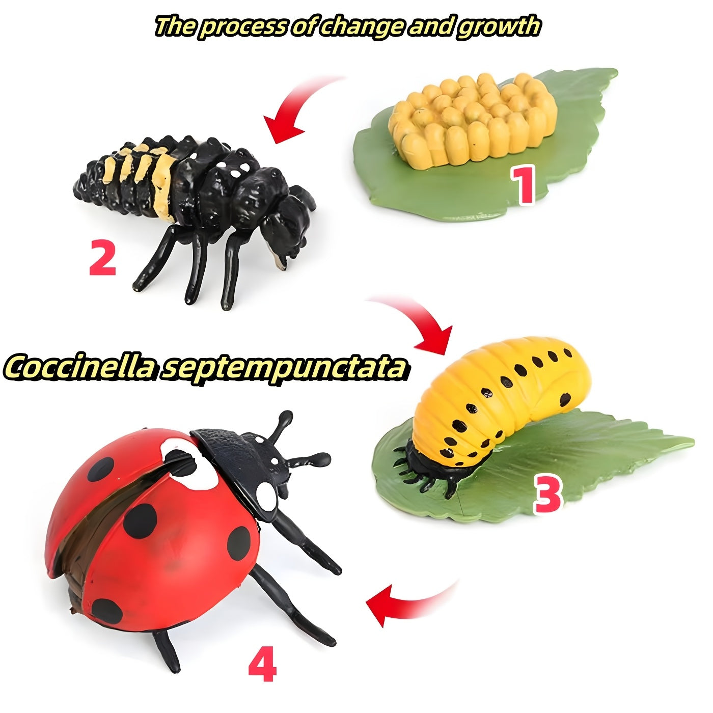 Insect Growth Stages Figurine Ladybug Butterfly Tadpole Frog PVC