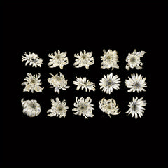 30pcs Flowers Plants Stickers Golden Stamping Lace Dec