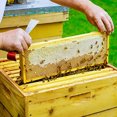 Beehive Scraper Beekeeping Tool - Trimming Hives Home