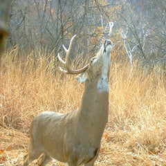 50pcs Scent Absorbing Wicks Deer Buck Rut Lure