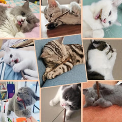 5pcs Cat Teeth Grinding Sticks Dental Care for Cats