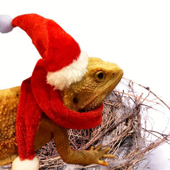 2pcs Small Pet Christmas Set Hat and Scarf Reptile Decorations
