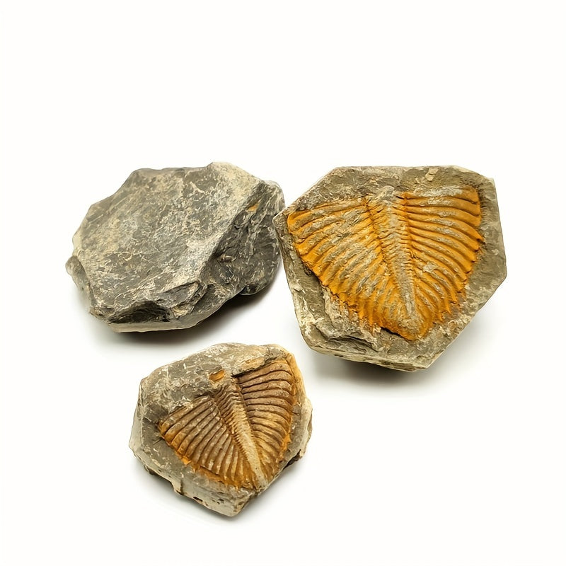 Natural Stone Ancient Marine Life Raw Stone Specimen
