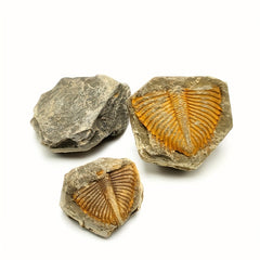 Natural Stone Ancient Marine Life Raw Stone Specimen