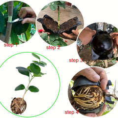 10pcs Tree Root Growing Box High Pressure Grafting Kit