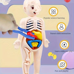 Transparent Human Anatomy Torso Model with Pull Out Organs & Tool Set