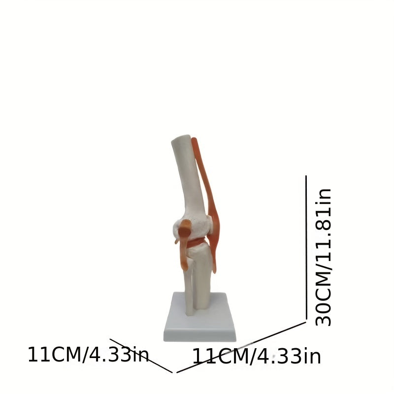 PVC Human Skeleton Joint Model for Anatomy Simulation