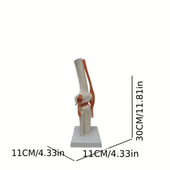 PVC Human Skeleton Joint Model for Anatomy Simulation