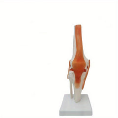 PVC Human Skeleton Joint Model for Anatomy Simulation