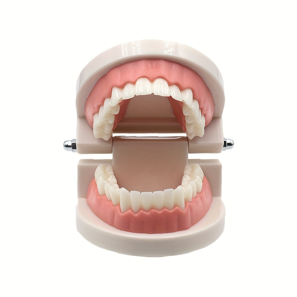 Dental Tooth Model for Teaching Demonstration and Medical Education