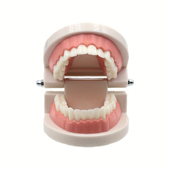 Dental Tooth Model for Teaching Demonstration and Medical Education