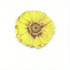 3D Visual Flower Sticky Notes 25 Sheets Pack