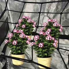 2 Packs Plant Scrog Net Trellis Netting for Indoor Grow Tents