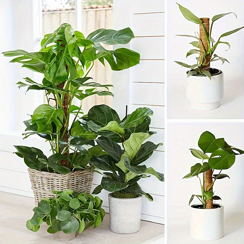 1pc Green Carrot Plant Climbing Pole Palm Rattan St