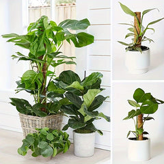 1pc Green Carrot Plant Climbing Pole Palm Rattan St