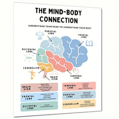 Brain Anatomy Poster Stress Management Emdr Cbt Fight Flight