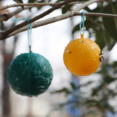Sticky Ball Traps for Fruit Flies Mosquitoes & Insects Indoors & Outdoors