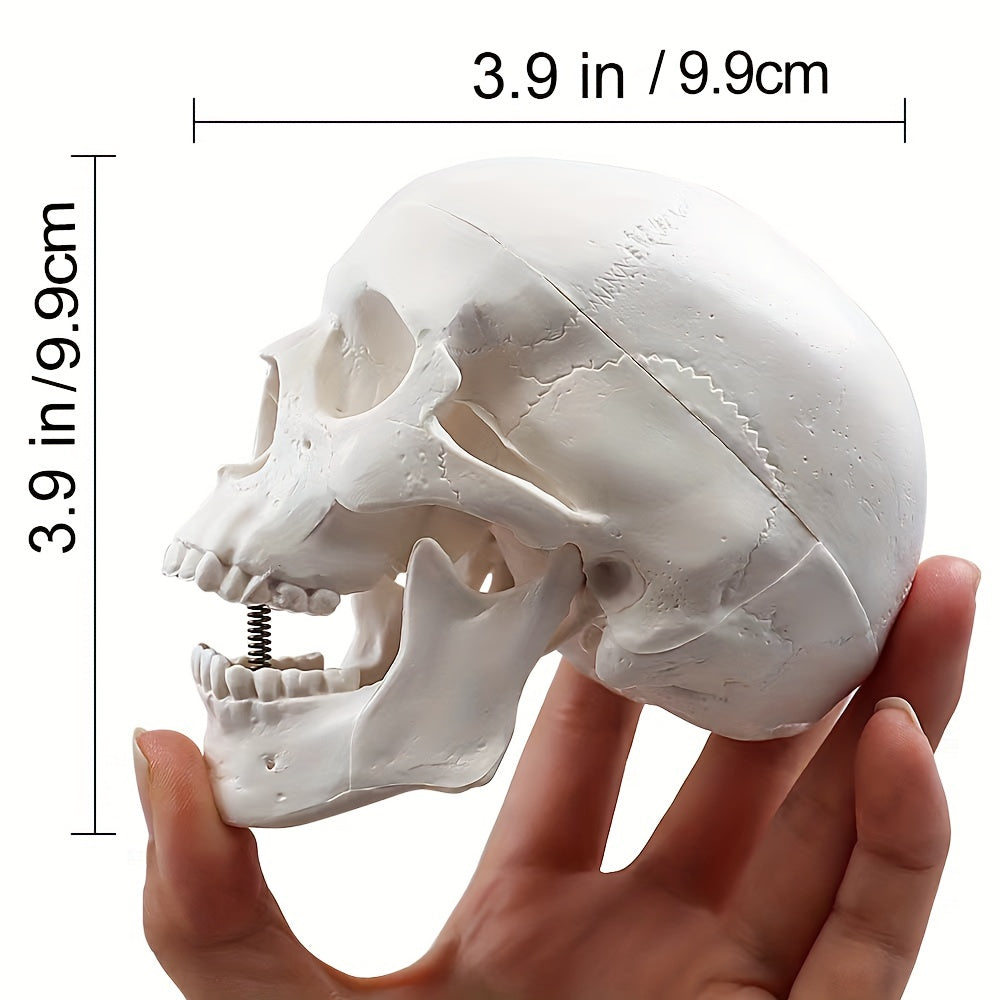 Anatomical Mini Skull Model with Removable Cap - Teaching Tool
