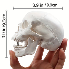 Anatomical Mini Skull Model with Removable Cap - Teaching Tool