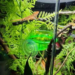 Reptile Suction Cup Feeder Bowl for Crickets Geckos
