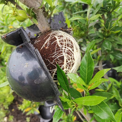 Plant Rooting Device Air Layering Pods Grow Box for Propagation & Root Control