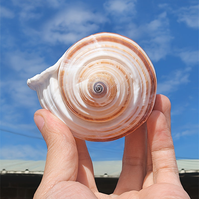 Conch Shell Aquarium Ornament Seashell Decor